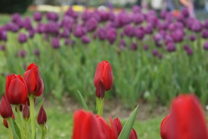 Flors